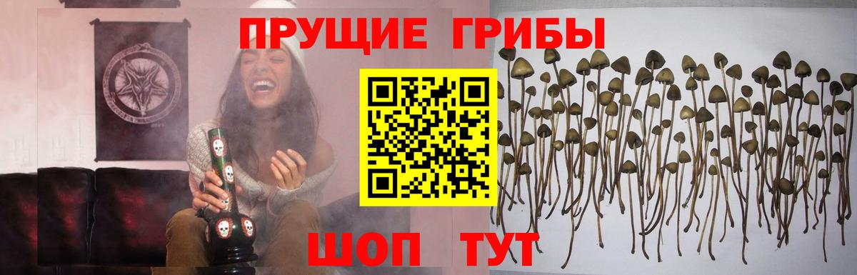 Псилоцибиновые грибы мицелий Сургут